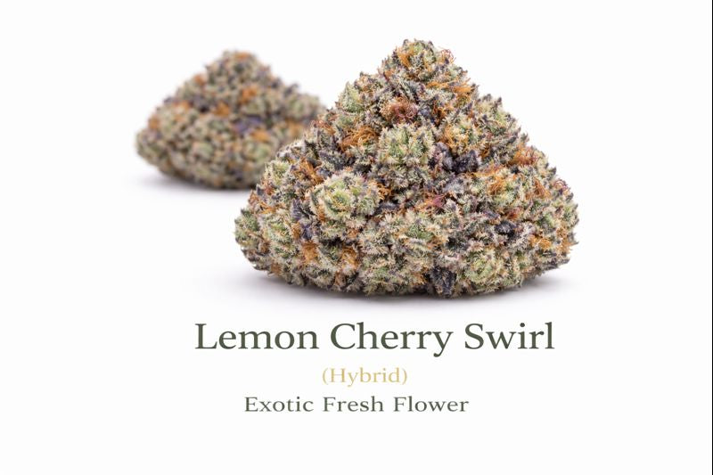 Lemon Cherry Swirl (Hybrid) - Exotic Fresh Flower