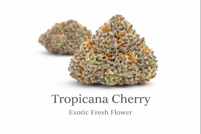 Tropicana Cherry - Exotic Fresh Flower